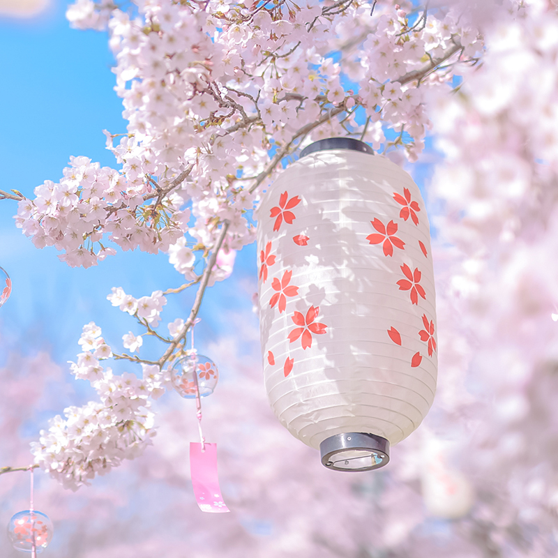 Japanese Maneki Neko Hanging L - огляд і ціна Restaurant Lighting Decoration